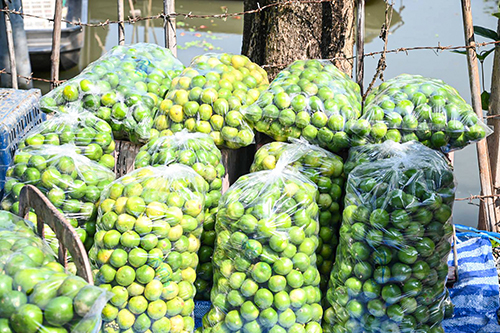 กรมการค้าภายในติดตามสถานการณ์ การผลิตมะนาวเเละการรับซื้อจากแหล่งผลิต