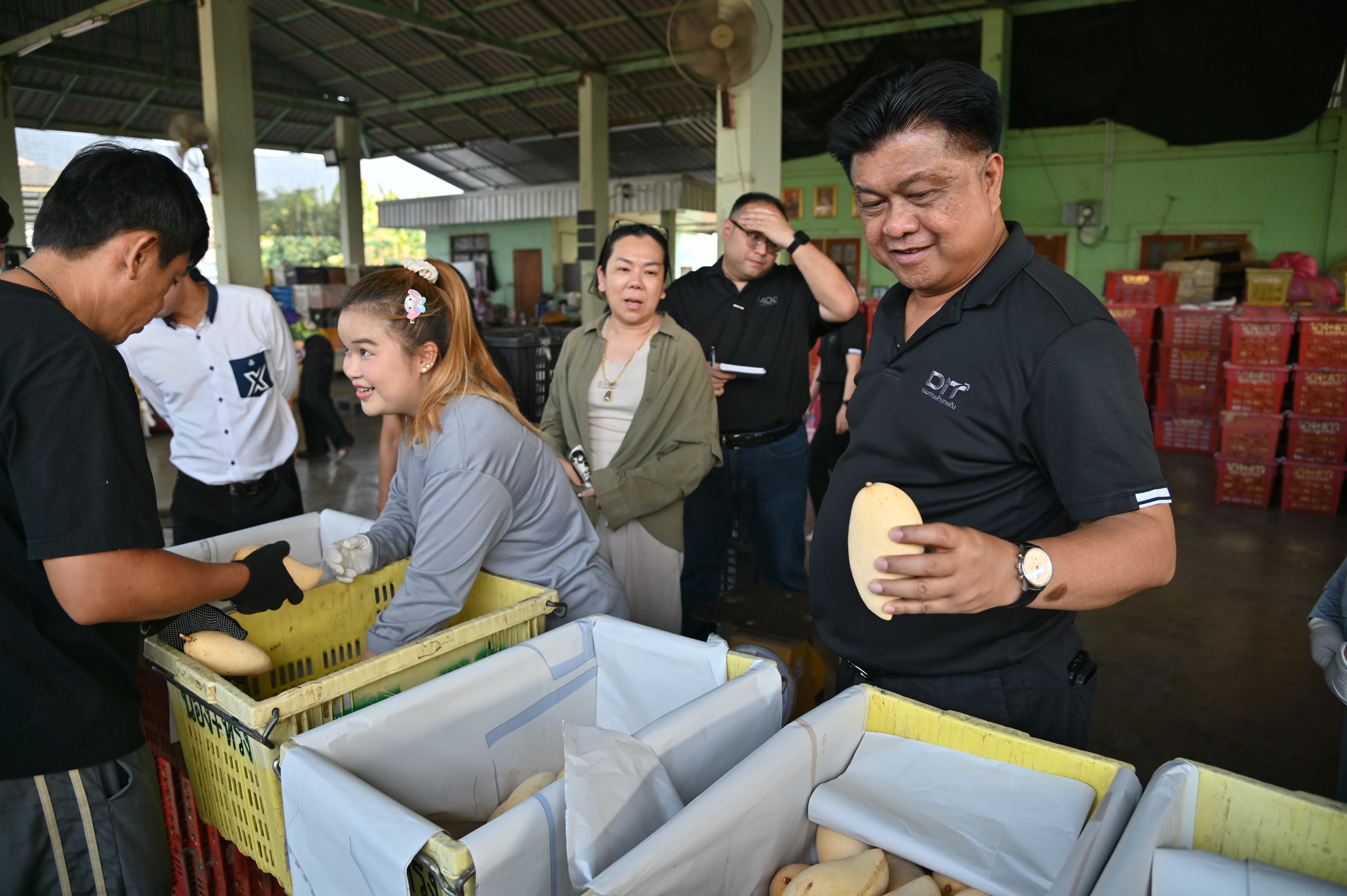 DIT กรมการค้าภายใน ผนึกกำลังหน่วยงานพันธมิตร  ลุยช่วยมะม่วงภาคเหนือตอนล่าง  รับซื้อผลผลิตจากเกษตรกรเพิ่มเติม