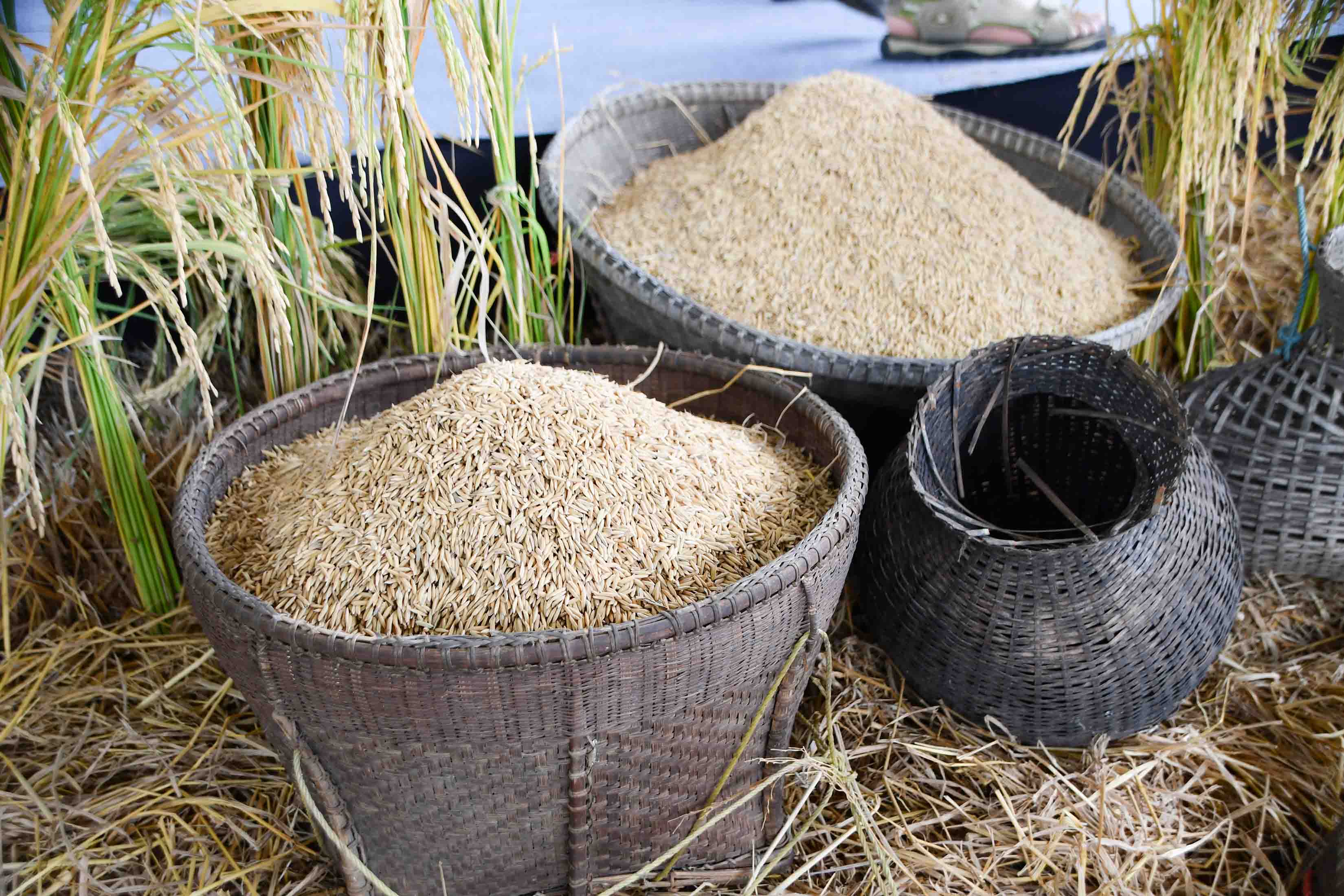 อธิบดีร่วมลงพื้นที่ติดตามโครงการประกันรายได้เกษตรกรผู้ปลูกข้าว มันสำปะหลัง และข้าวโพดเลี้ยงสัตว์