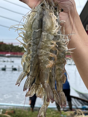 กรมการค้าภายใน ตรวจเยี่ยม โครงการช่วยเหลือเกษตรกรผู้เลี้ยงกุ้ง