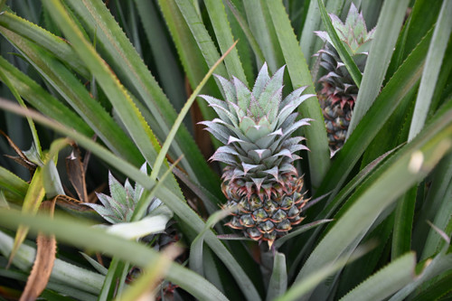 พาณิชย์ติดตามการค้าลำไยและสับปะรดภาคเหนือ