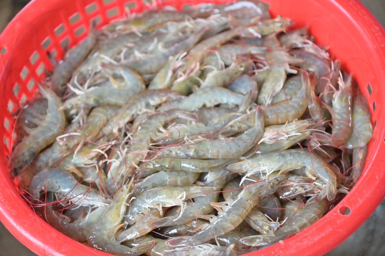 ข่าวเลขที่ 180/2569 กรมการค้าภายในติดตามสถานการณ์กุ้งสุราษฎร์ธานี ชี้ราคาปรับตัวดีขึ้น เดินหน้าเชื่อมโยงตลาด ยกระดับอุตสาหกรรมกุ้งไทย (8 กรกฎาคม 2569)
