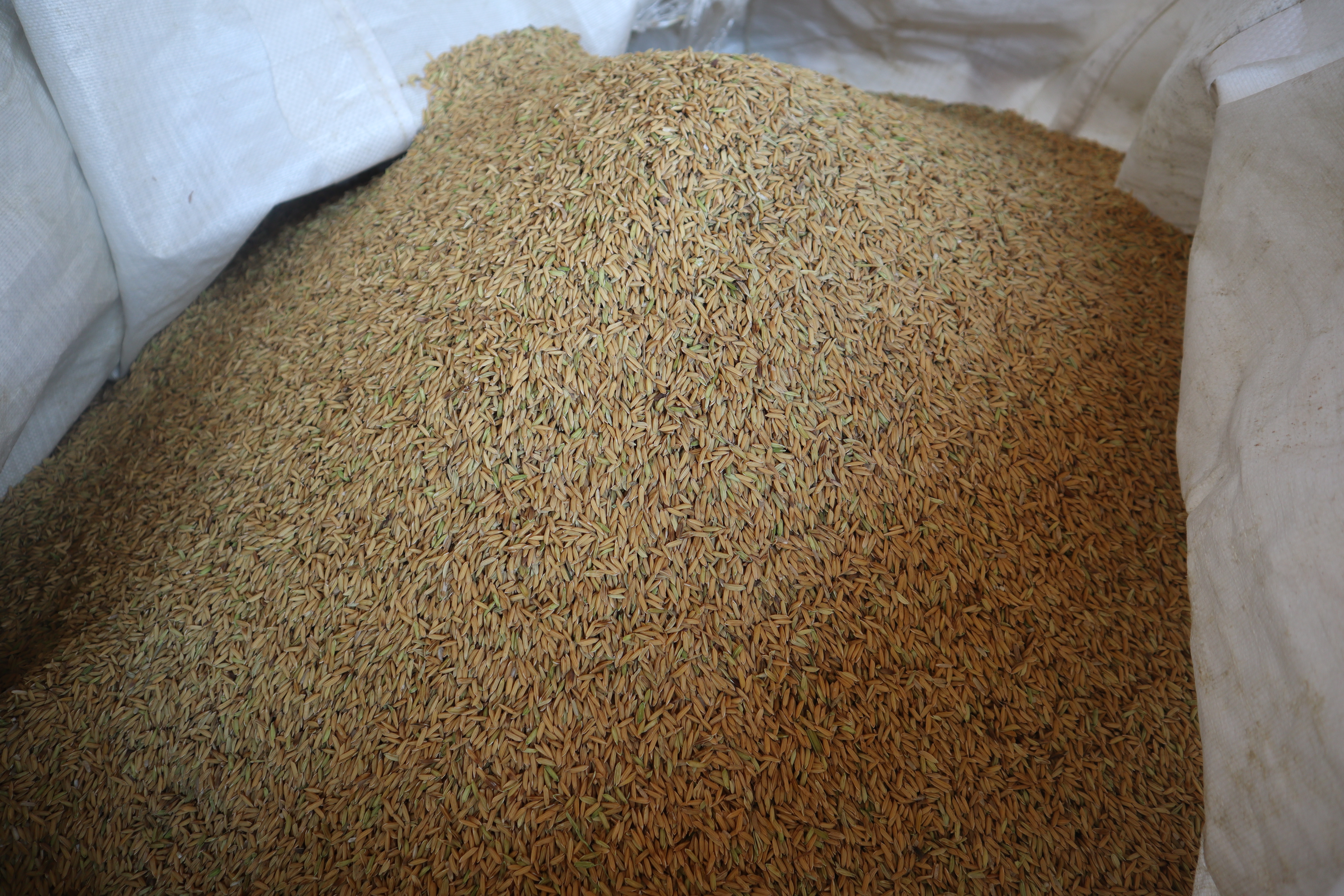 ข่าวเลขที่ 31/2569 พาณิชย์ลดค่าธรรมเนียมส่งออกข้าว หนุนเกษตรกร–รายย่อยโกอินเตอร์ ขยายตลาดข้าวไทยทั่วโลก (12 พฤศจิกายน 2568)