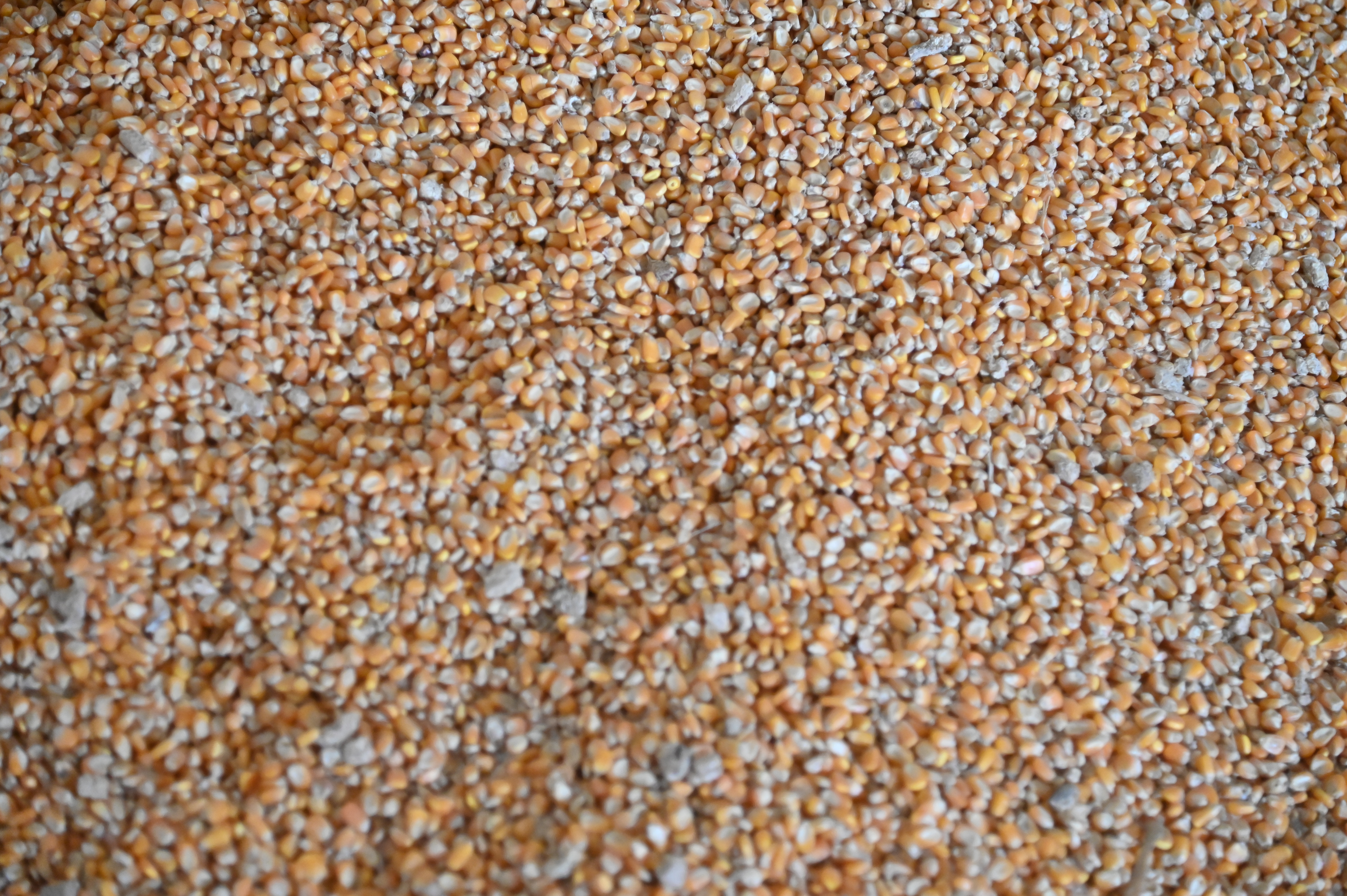 ข่าวเลขที่ 7/2569 DIT หนุนเกษตรกรเกี่ยวข้าวโพดคุณภาพ พร้อมตรวจเข้มเครื่องชั่ง–เครื่องวัดความชื้น เกษตรกรขายได้ราคาดี (14 ตุลาคม 2568)