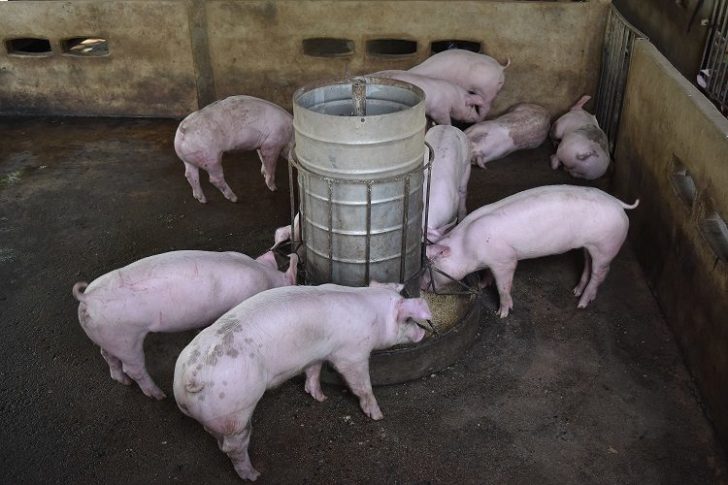 ข่าวเลขที่ 101/2569 ค้าภายใน ชี้ หมู-ไข่ขยับตามต้นทุนจริง ตามสถานการณ์ใกล้ชิด เพื่อดูแลเกษตรกรอยู่ได้ ราคาต้องไม่กระทบประชาชนในช่วงภาวะวิกฤต (31 มีนาคม 2569)