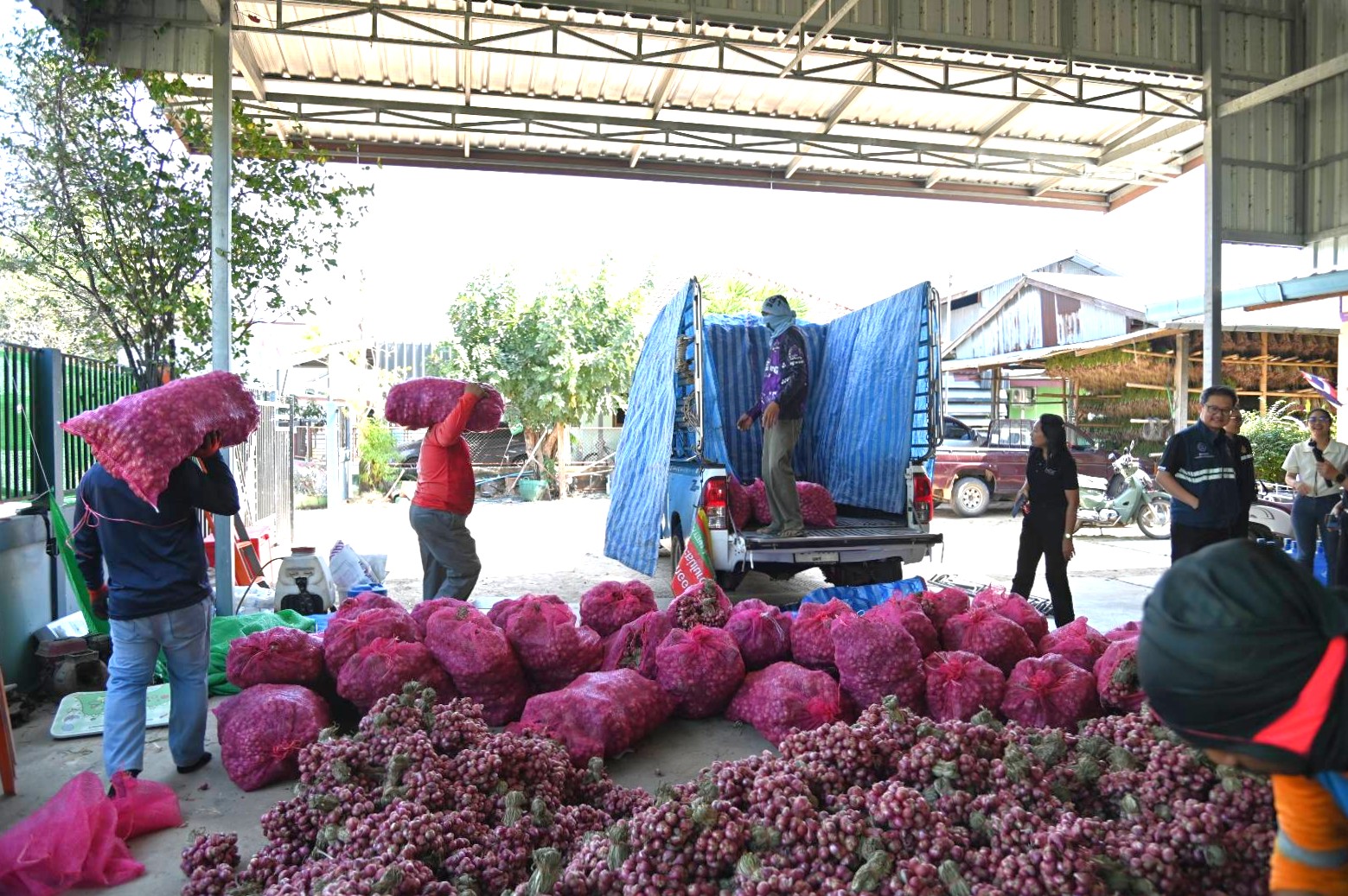 DIT ลงพื้นที่ตรวจเยี่ยมกิจกรรมการกระจายหอมแดงจังหวัดศรีสะเกษ