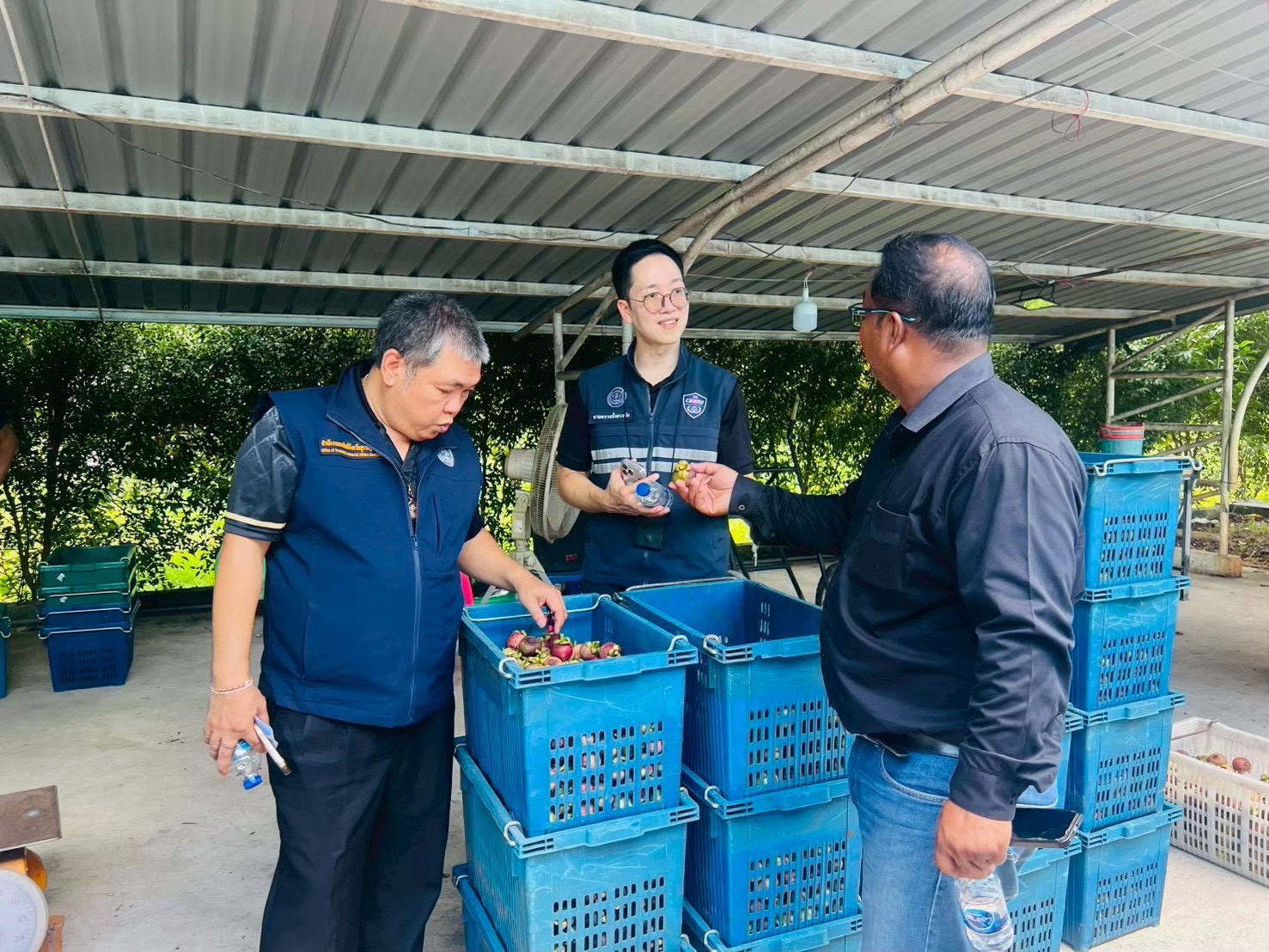 ข่าวเลขที่ 216/2569 “พาณิชย์” แก้เกมมังคุดใต้ ดึงพันธมิตรกระจายผลไม้ทั่วประเทศ เพิ่มจุดรับซื้อ–ปรับเส้นทางขนส่ง หลังน้ำท่วมบ่อเต็น–โม่หาน เร่งระบายมังคุดปลายฤดู (31 สิงหาคม 2569)
