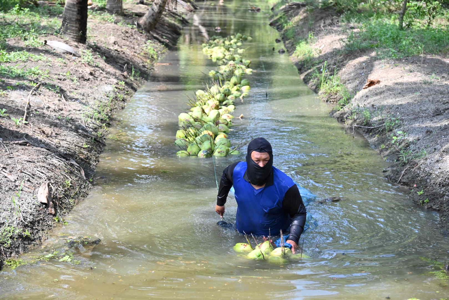 DIT ลงพื้นที่จังหวัดราชบุรี ติดตามสถานการณ์รับซื้อและจำหน่ายมะพร้าวน้ำหอม 