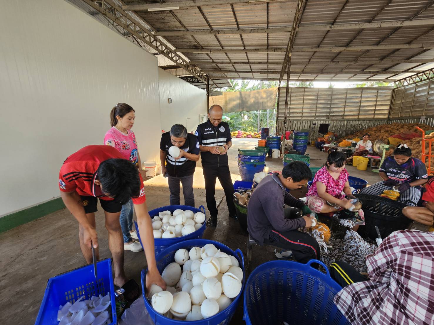 ติดตามสถานการณ์ราคาและปริมาณมะพร้าว