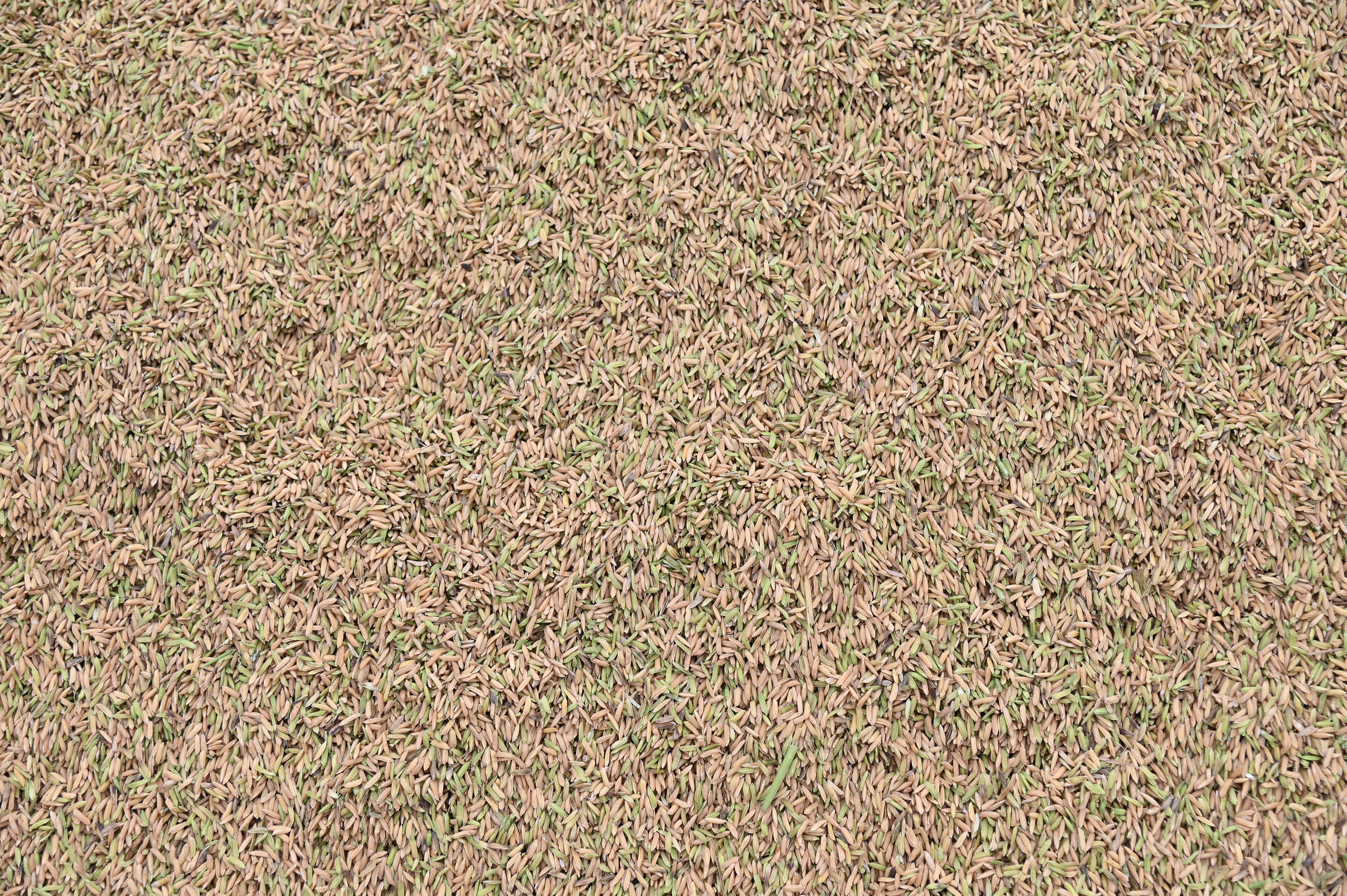 ข่าวเลขที่ 31/2569 พาณิชย์ลดค่าธรรมเนียมส่งออกข้าว หนุนเกษตรกร–รายย่อยโกอินเตอร์ ขยายตลาดข้าวไทยทั่วโลก (12 พฤศจิกายน 2568)