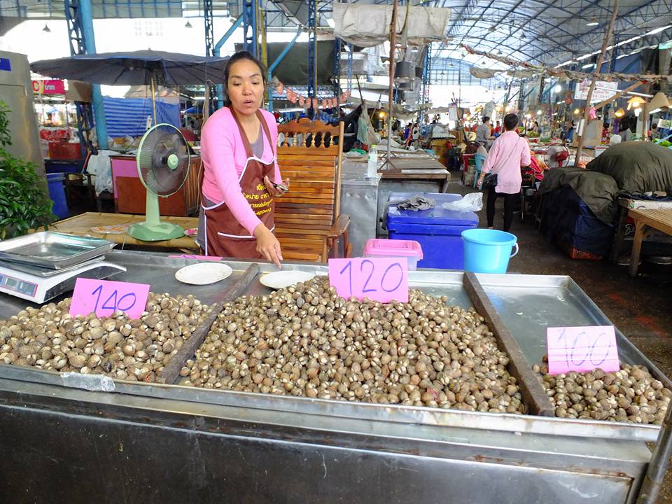 674_รูปหอย.jpg