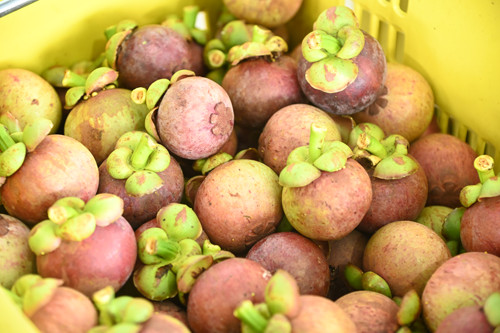 พาณิชย์ลงพื้นที่ติดตามสถานการณ์ผลไม้ภาคใต้ พร้อมร่วมงานวันเปิดฤดูเก็บเกี่ยวผลผลิตทุเรียน จังหวัดชุมพร 