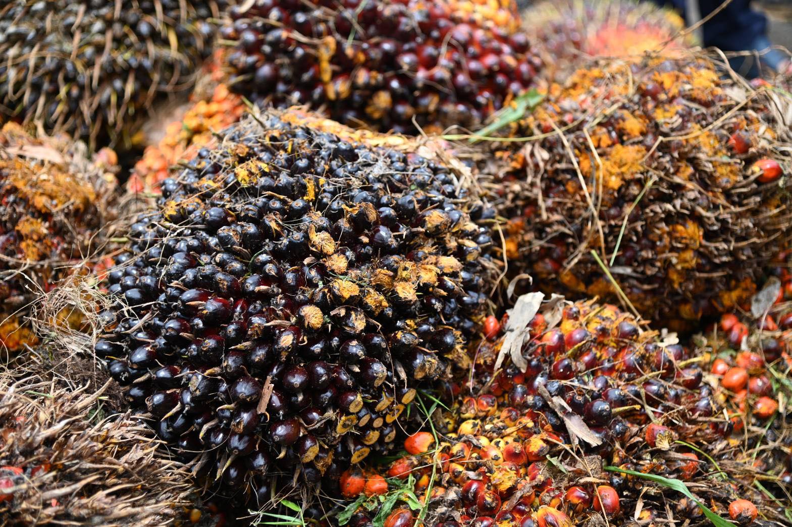 ข่าวเลขที่ 114/2569 “ค้าภายใน” สั่งคุมเข้มรับซื้อปาล์มหลังสงกรานต์ ลุยเช็กลานเท–โรงงานทันที กันกดราคา ,เพิ่มสัดส่วนพลังงานหนุนราคาขยับ (16 เมษายน 2569)