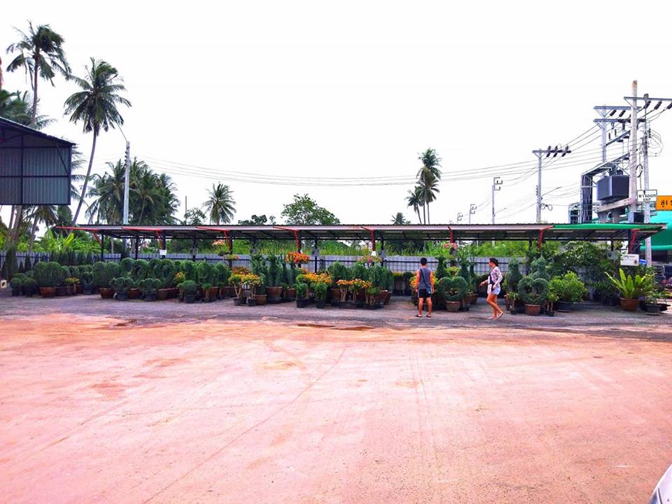 78143_ไม้ประดับ.jpg