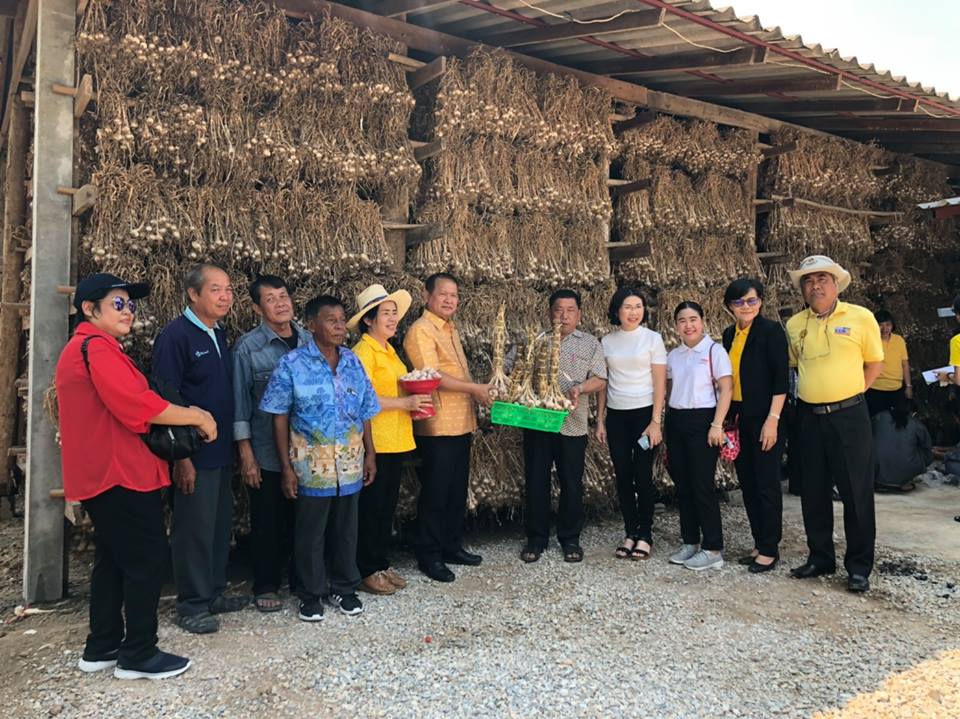 กรมการค้าภายในลงพื้นที่แปลงเพาะปลูกกระเทียม จ.เชียงใหม่ และเชื่อมโยงการรับซื้อกระเทียม ภาคเหนือ