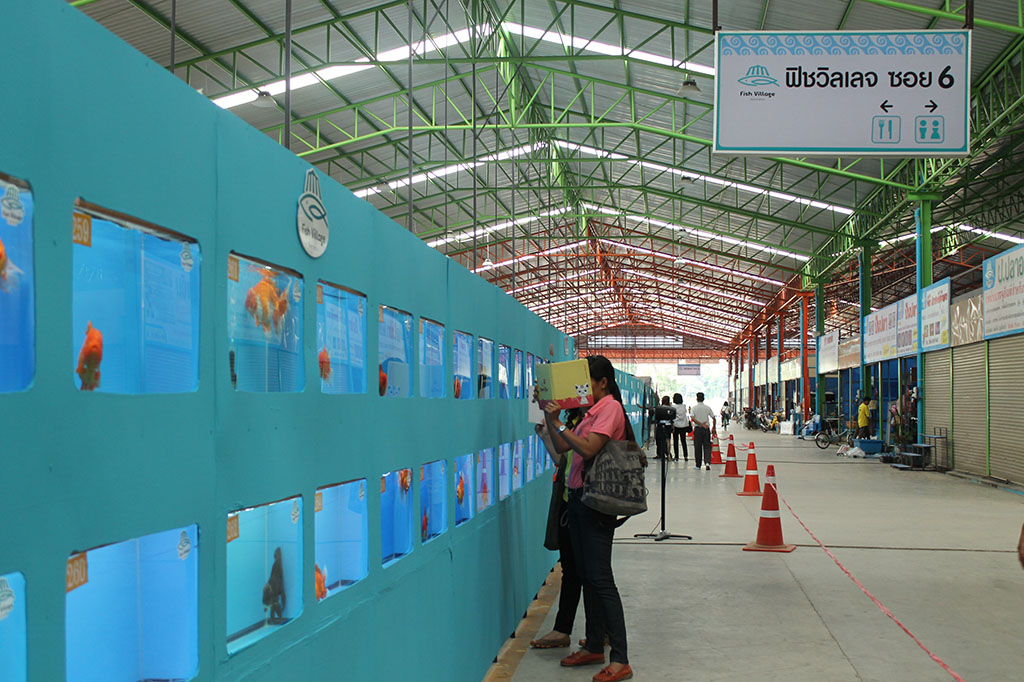 22155_ปลาสวยงาม.JPG