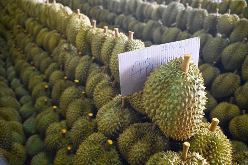 พาณิชย์ลงพื้นที่ติดตามผลไม้จังหวัดชุมพร