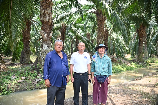 ติดตามสถานการณ์..โรคระบาดในปาล์มน้ำมัน