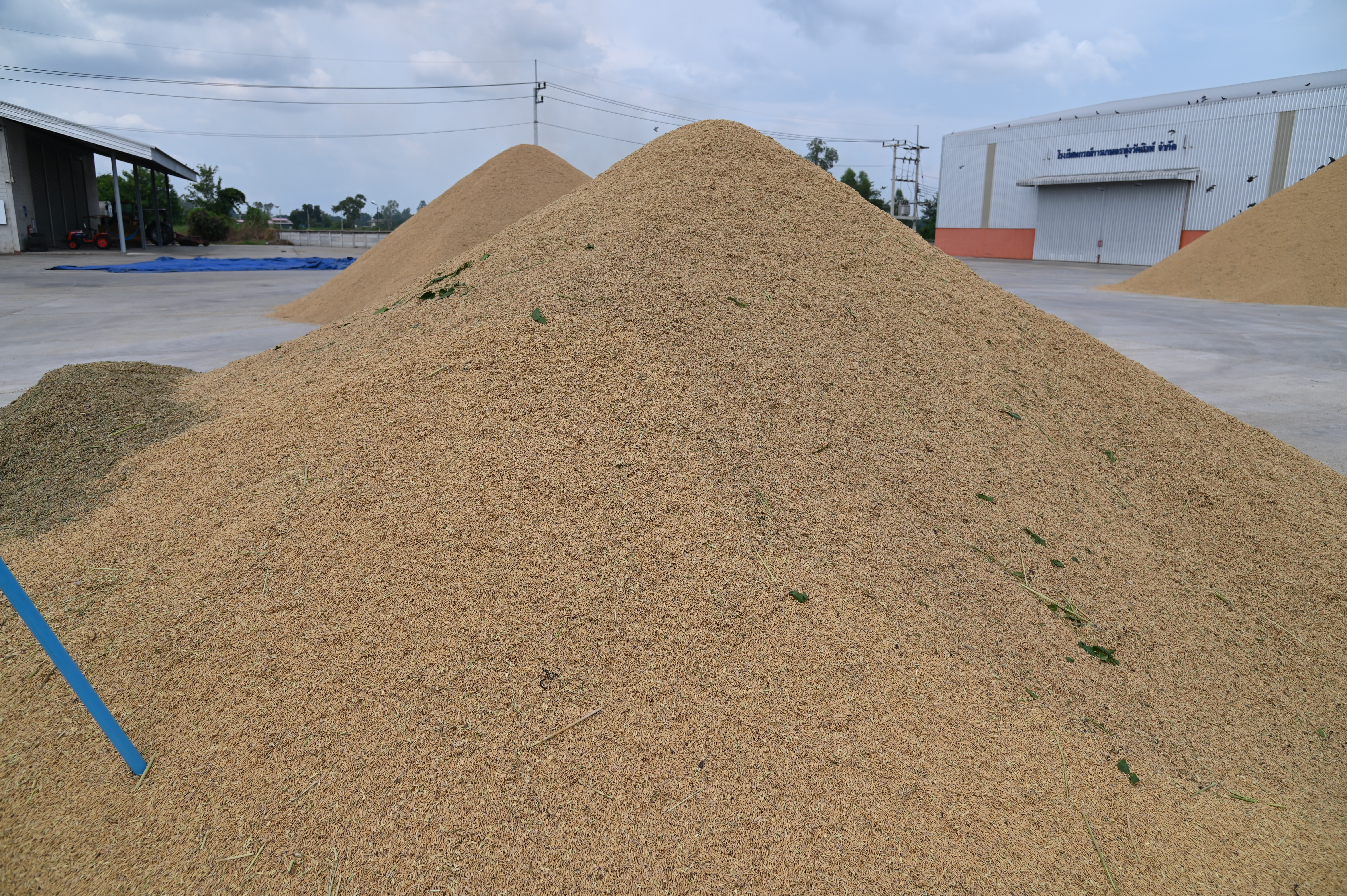 ข่าวเลขที่ 9/2569 DIT ยืนยันดูแลราคาข้าวเหนียวเชียงใหม่อย่างใกล้ชิด เดินหน้ามาตรการพยุงราคา-ลดต้นทุน-ตรวจสอบการรับซื้อ ช่วยเกษตรกรขายได้ในระดับที่เป็นธรรม (16 ตุลาคม 2568)