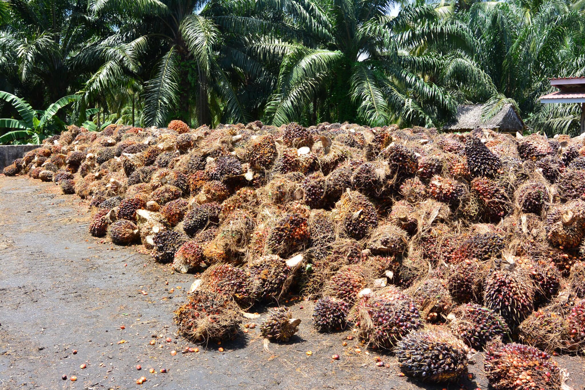 ข่าวเลขที่ 114/2569 “ค้าภายใน” สั่งคุมเข้มรับซื้อปาล์มหลังสงกรานต์ ลุยเช็กลานเท–โรงงานทันที กันกดราคา ,เพิ่มสัดส่วนพลังงานหนุนราคาขยับ (16 เมษายน 2569)