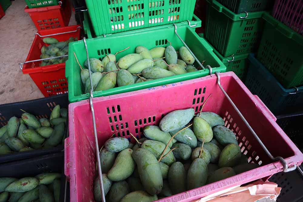 พาณิชย์ติดตามการรับซื้อมะม่วงพิจิตร