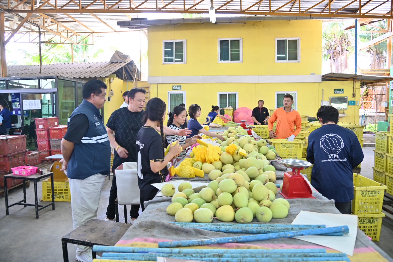 DIT ลงพื้นที่ติดตามสถานการณ์มะม่วงภาคเหนือตอนบน และติดตามสถานการณ์การตลาดส่งออกลำไยอบแห้ง