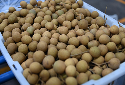 “พาณิชย์” เตรียมพร้อมมาตรการดูแลลำไยภาคเหนือ เร่งดันส่งออกอินเดียเพิ่ม