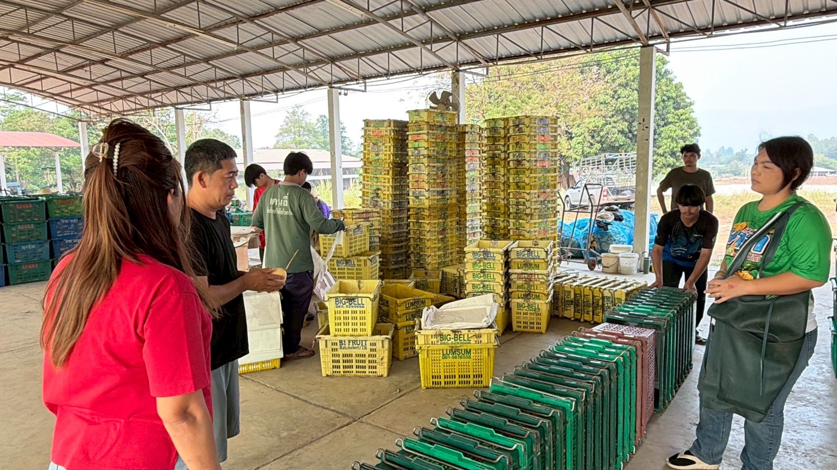 ข่าวเลขที่ 116/2569 ค้าภายในเร่งเชื่อมโยงรับซื้อมะม่วงพิษณุโลก ดันราคานำตลาด คาดระบายผลผลิตกว่า 30 ตัน (20 เมษายน 2569)