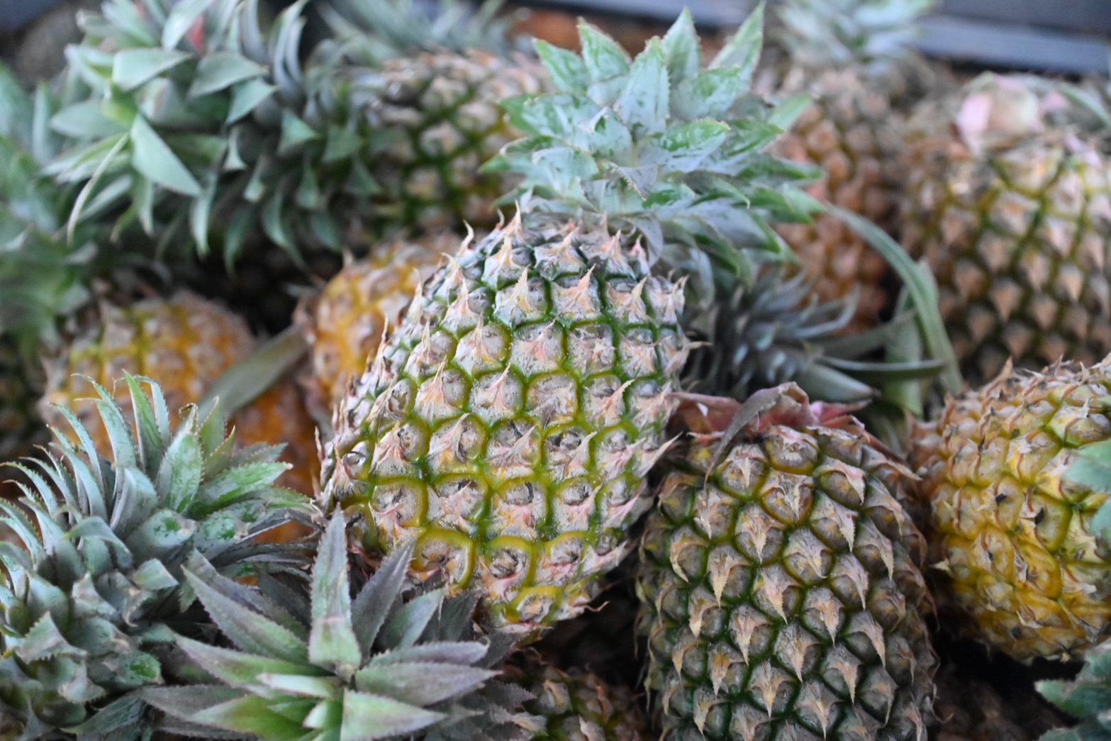 DIT ลุย...จันทบุรี นำคณะ Tiktok Thailand  เยี่ยมชมการผลิตทุเรียนคุณภาพ  MOU เชื่อมโยงสับปะรดตราดสีทอง  ประชุมหารือแนวทางการควบคุมคุณภาพผลไม้ภาคตะวันออก