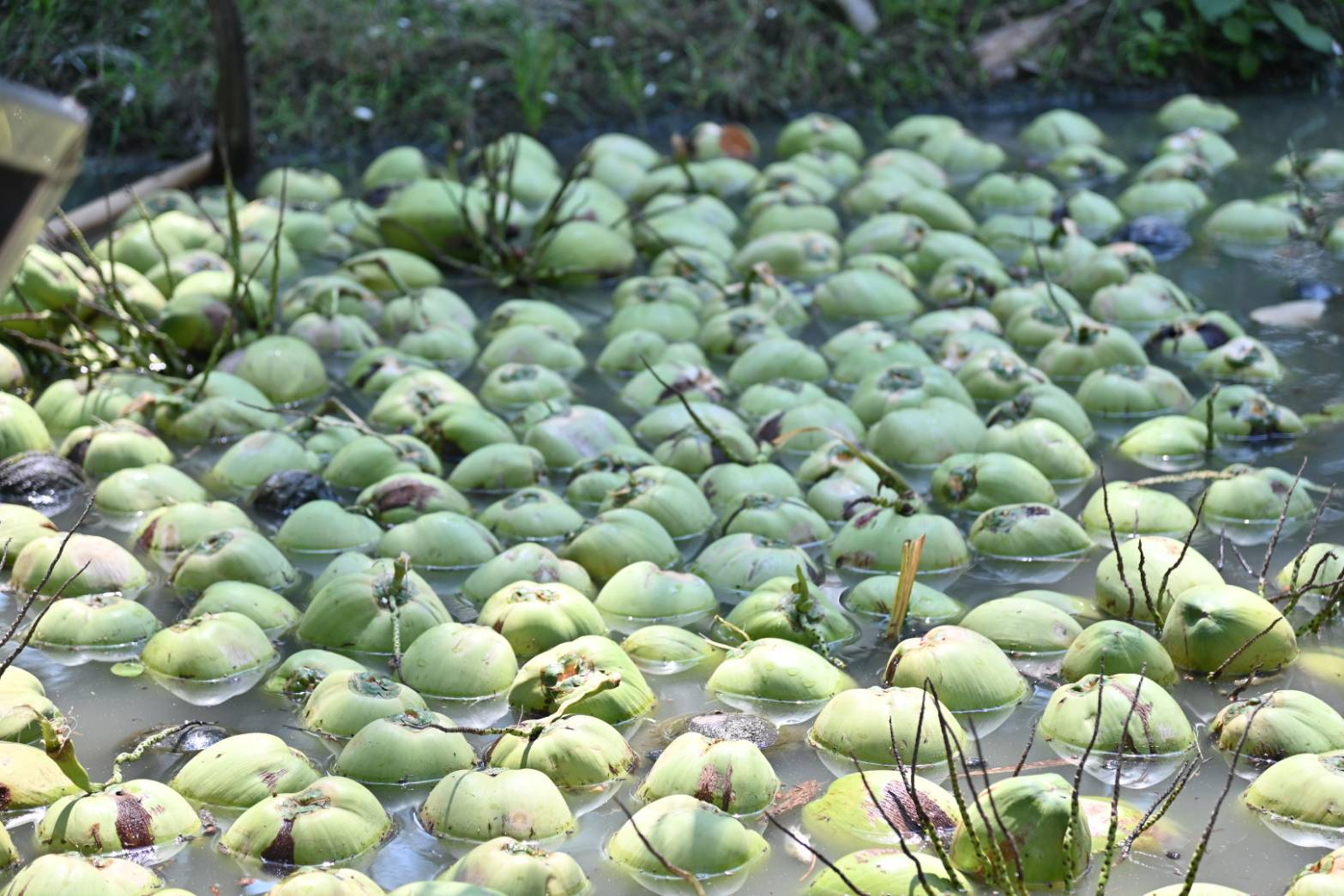 DIT จับมือ CP Axtra เร่งระบายมะพร้าวน้ำหอมราชบุรี