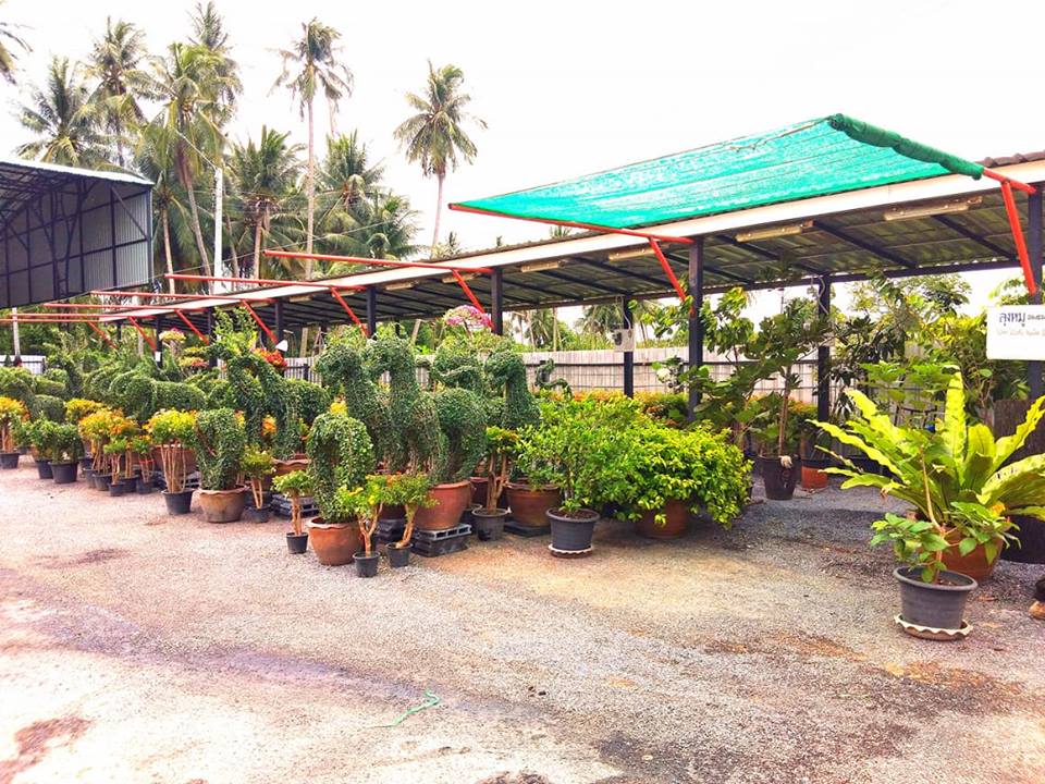 78144_ไม้ประดับ.jpg
