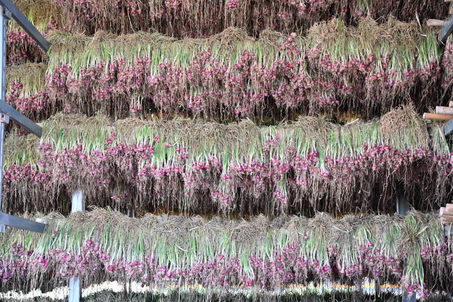 ข่าวที่ 60/2569 พาณิชย์ เร่งพยุงราคาหอมแดงศรีสะเกษ เชื่อมตลาดข้อตกลงทันที 50 ล้านบาท เดินหน้า 3 มาตรการ ดูดซับ–ส่งออกกว่า 7,000 ตัน ดันราคาปรับตัวดีขึ้น (10 มกราคม 2568)