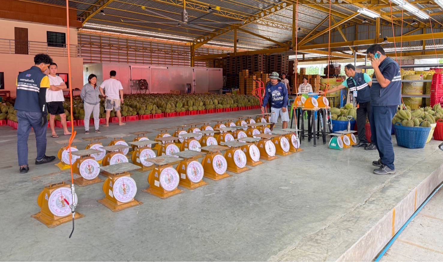 กรมการค้าภายใน ระดมตรวจเข้มเครื่องชั่ง สร้างความเป็นธรรมให้เกษตรกร