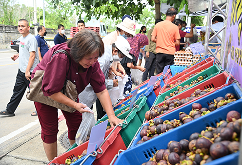 กรมการค้าภายใน ชวนซื้อมังคุดใต้ @รถโมบายพาณิชย์